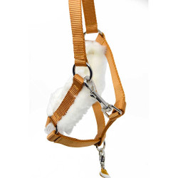 Pack complet Hobby Horse Quater Horse Palomino + filet + licol + longe + bonnet