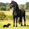 frison en peluche